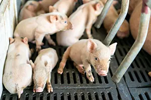 GutServ® Biotix Postbiotic Solution for stronger and healthier piglets.