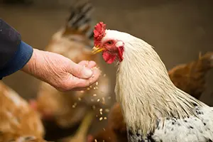 Yeast and nucleotides can improve animal immunity and growth