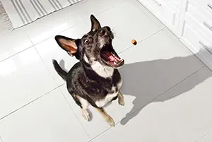Metabolic Health for dogs