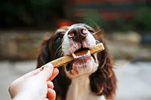 Palatability in pet food