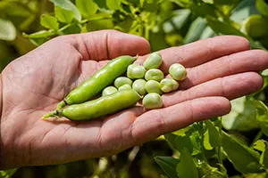 Plant-based faba beans