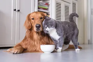 Pet food with plant-based nutrition for healthy pets.