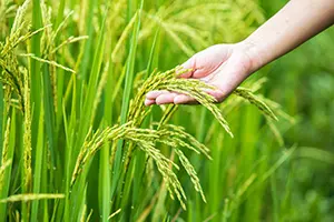 Plant-based nutrition in pet food.