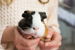 Guinea Pig