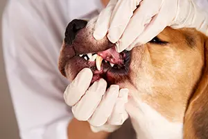 Animals Published ADM’s Clinical Study of Postbiotic Impact on Oral Health Markers in Adult Dogs