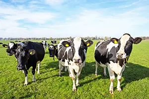 Rumen-Protected Amino Acids Reduce Dairy Crude Protein