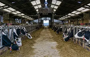 Why winter rations need rumen-protected fats to boost cow performance
