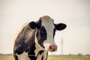 Biochem Launches RumiPro® Adapt for Dairy Cow Stress Management