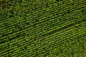 Purina Europe surpasses its 2025 regenerative agriculture milestone