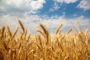 Grain and Oilseed Market Update July 2026