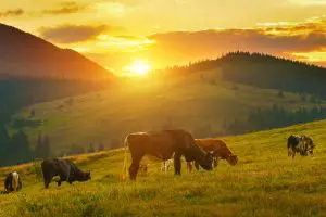 Dairy Farmers Encouraged To Reduce Losses Through Heat Stress As High Temperatures Roll On