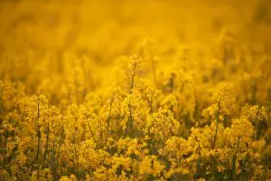 Oilseed / Rapeseed