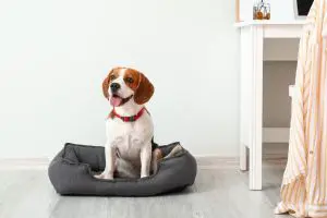 ADM’s PRIOME® Metabolic Health Postbiotic Wins Pet Innovation Award