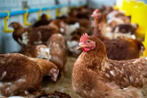 dsm-firmenich Launches Hy-D® Poultry Tablets to Support Poultry During Critical Periods