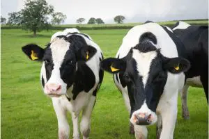 Volac partners with Trident Feeds to enhance support of Megalac® range of Rumen-Protected fats