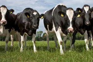 ForFarmers UK acquires Advanced Ruminant Nutrition