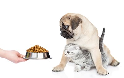Pets In Society