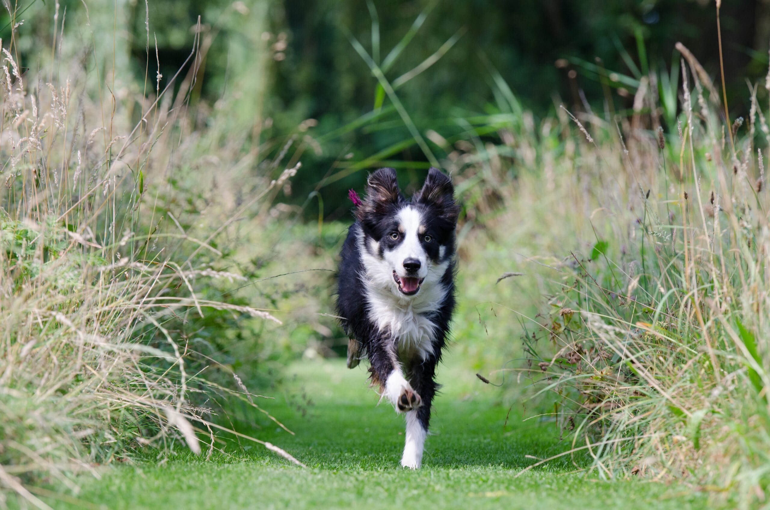 The Power of PostbioticsGiving pets the best health support