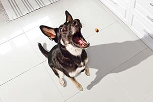 Metabolic Health for dogs