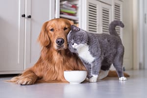 Pet food with plant-based nutrition for healthy pets.