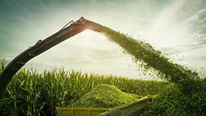 Maize silage