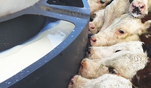 Probiotic strain to support youngstock health