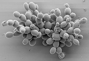 Lallemand yeast production