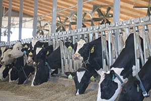 Rumen-protected fats support cow health, milk production and provide a safe source of energy in dairy rations.
