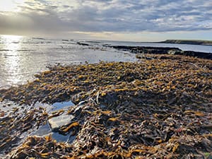 UK Seaweed launch