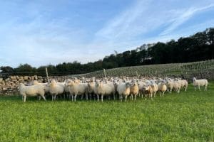 Moorland sheep grazing on grass in the Yorkshire Dales