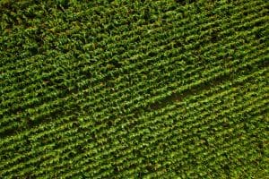 Purina Europe Announces Major Regenerative Agriculture Milestone.