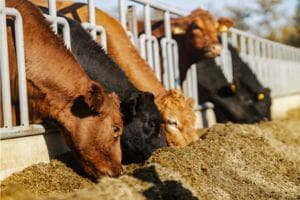 Can your feed software prove your sustainability