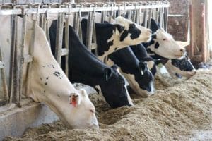 Keeping cows cool in hot weather with rumen-protected fats
