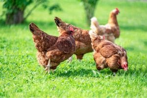 poultry on a farm.