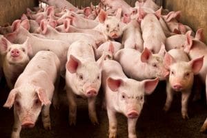 New online calculator helps optimise pig feed strategies